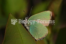 Green Hairstreak