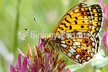 Small Pearl-bordered Fritillary