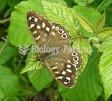 Speckled Wood (tircis)