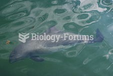 Phocoena phocoena, harbour porpoise near Denmark