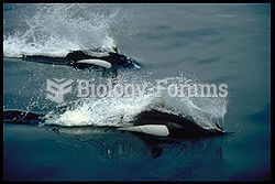 "Rooster tail" spray around swimming Dall's porpoises