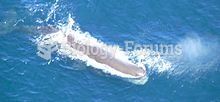 sperm whale, Physeter macrocephalus