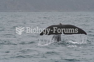 Sperm Whale tail in Kaikoura, New Zealand
