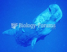 Young sperm whale