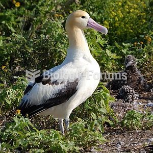 Albatrosses, of the biological family Diomedeidae, are large seabirds