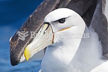 Portrait of a Shy Albatross. Note the large, hooked beak and nasal tubes.