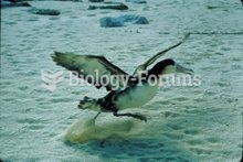 Taking off is one of the main times albatrosses use flapping to fly, and is the most energetically d