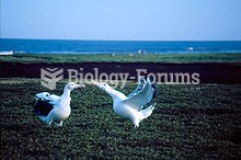 Wandering Albatrosses are colonial but have large widely spaced territories. Here a pair performs th