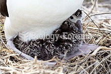 An albatross chick at Northwest Hawaiian Islands National Monument, Midway Atoll.