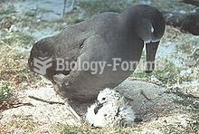 Albatrosses brood young chicks until they are large enough to thermoregulate.