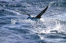 This Black-browed Albatross has been hooked on a long-line.