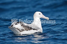 Wandering Albatross, Snowy Albatross or White-winged Albatross, Diomedea exulans