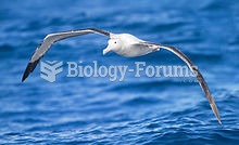Wandering Albatrosses have the largest wingspan of any living bird.