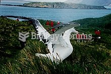 Wandering Albatross at South Georgia Island