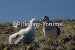 Amsterdam Albatross or Amsterdam Island Albatross, Diomedea amsterdamensis