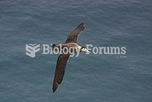Amsterdam Albatross - Adult in flight, showing dark plumage typical of the species.