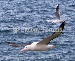 Northern Royal Albatross or Toroa,Diomedea sanfordi