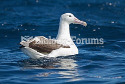 Southern Royal Albatross, Diomedea epomophora, is a large seabird from the albatross family.