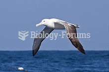 Southern Royal Albatross in flight