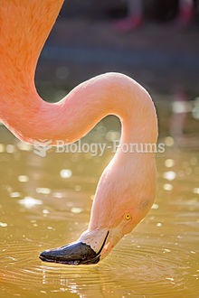 Flamingo (Chilean National Zoo)