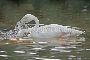 Greater Flamingo