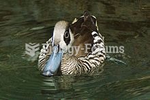 Pink-eared Duck - At Central Park Zoo, New York, USA