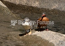 A juvenile and a female torrent duck on the Urubamba River, Peru