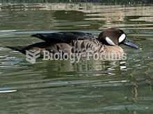 Bronze-winged Duck (Speculanas specularis) also known as the Spectacled Duck