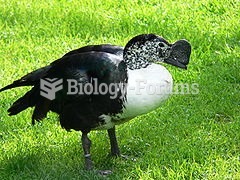 Male South American Knob-billed Duck (S. m. sylvicola)