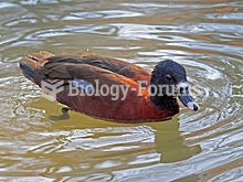 Hartlaub's Duck swimming