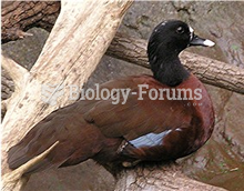 The Hartlaub's Duck (Pteronetta hartlaubii) is a dark chestnut-coloured duck of African forests