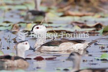 Cotton Pygmy Goose  - male in Thailand