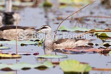 Cotton Pygmy Goose - female in Thailand