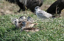 Cotton Pygmy Goose - Females resting with a Whiskered Tern near Hodal