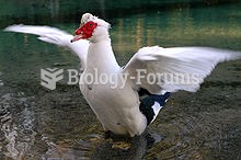 A domestic Muscovy Duck with wings outstretched
