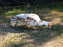 Feral Chocolate/White Muscovy Duck hen at Lake Union, Seattle