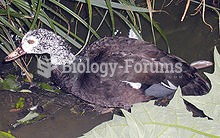 White-winged Duck or White-winged Wood Duck (Asarcornis scutulata)
