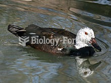 White-winged Duck at Sylvan Heights Waterfowl Park, North Carolina