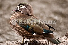 Female Wood Duck at Crystal Springs Rhododendron Garden, Oregon, U.S.
