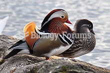 The Mandarin Duck (Aix galericulata), or just Mandarin, is a medium-sized perching duck, closely rel