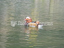 A mandarin duck swimming in Shepreth Wildlife Park