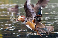 Male mandarin duck flying in Dublin, Ireland