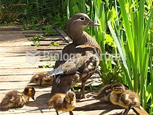 A female parent with ducklings in Richmond Park, London, England