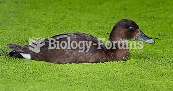 Female A. australis, the only Australian representative of Aythyinae