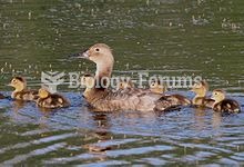 Canvasback - female with ducklings