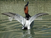 Drake canvasback stretching wings
