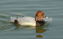 The Common Pochard, Aythya ferina, is a medium-sized diving duck.