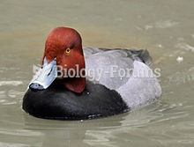The Redhead (Aythya americana) is a medium-sized diving duck