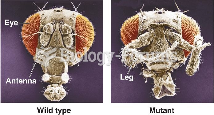Wild-type versus mutant fly