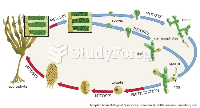 Laminaria Life Cycle